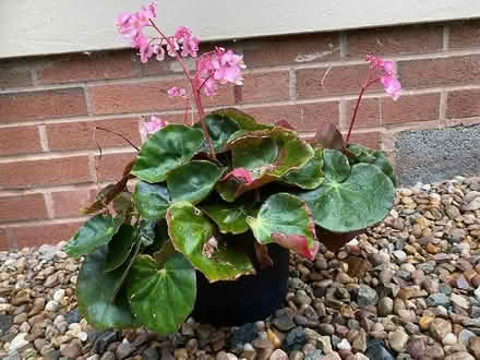 Photo of free Beefsteak (?) Begonia (Weston LD7) #1