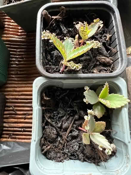 Photo of free Baby Mother of Thousands plants (Harley Shute TN38) #2
