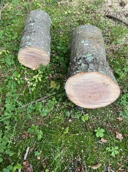 Photo of free Oak Logs (Simsbury) #2