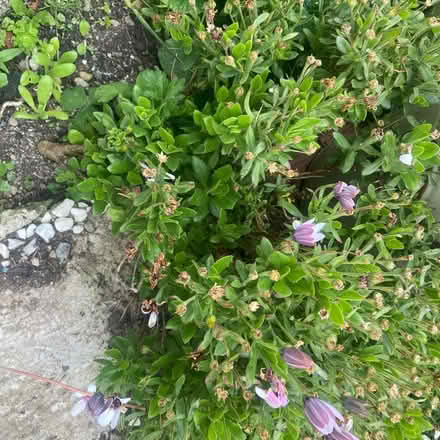 Photo of free Loads of shrubs and flowers (Ballywalter BT22) #1