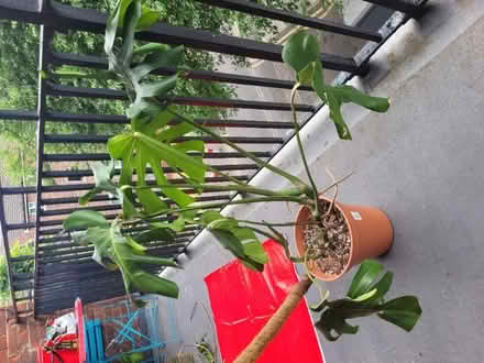 Photo of free Monstera / cheese plant (Upper Holloway N7) #1