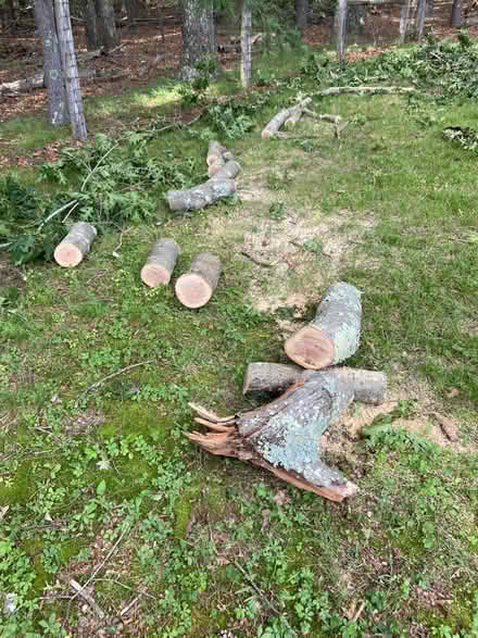 Photo of free Oak Logs (Simsbury) #1