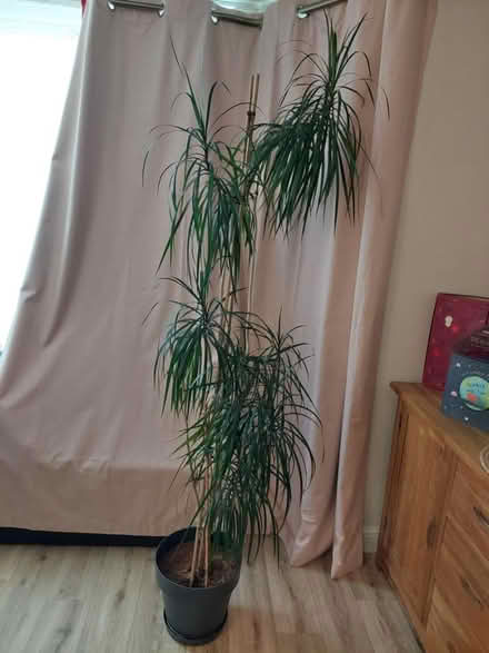 Photo of free Dracaena palm (Worthing) #1