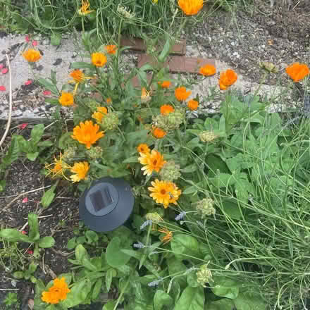 Photo of free Loads of shrubs and flowers (Ballywalter BT22) #3