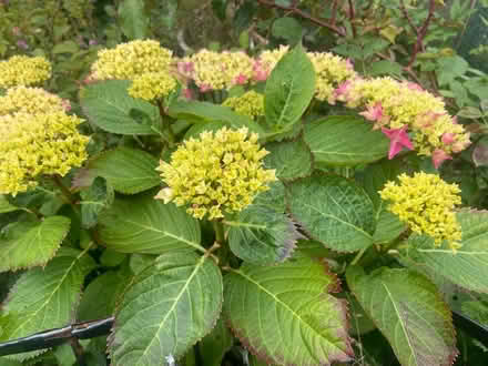Photo of free More shrubs and flowers (Ballywalter BT22) #3