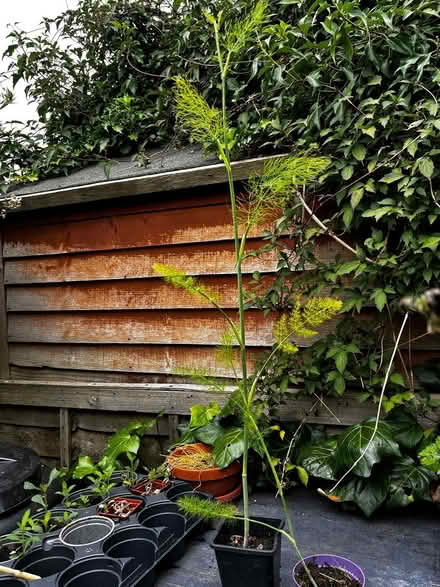 Photo of free Fennel (Ashford, Surrey TW15) #1