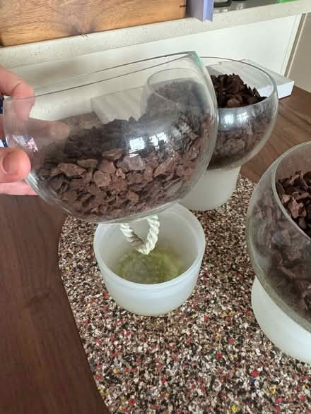 Photo of free Self watering orchid pots (E1W Limehouse/Shadwell) #3