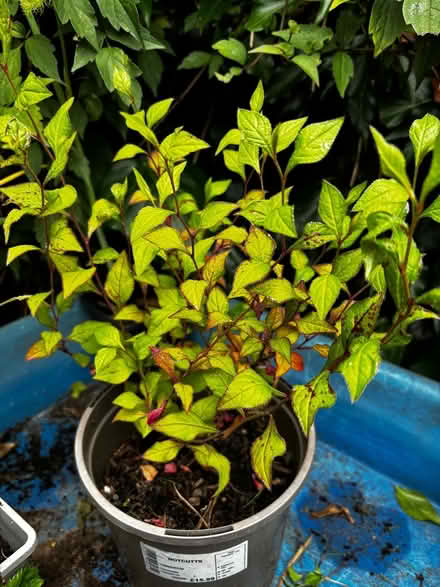 Photo of free Hardy plumbago (Ashford, Surrey TW15) #1
