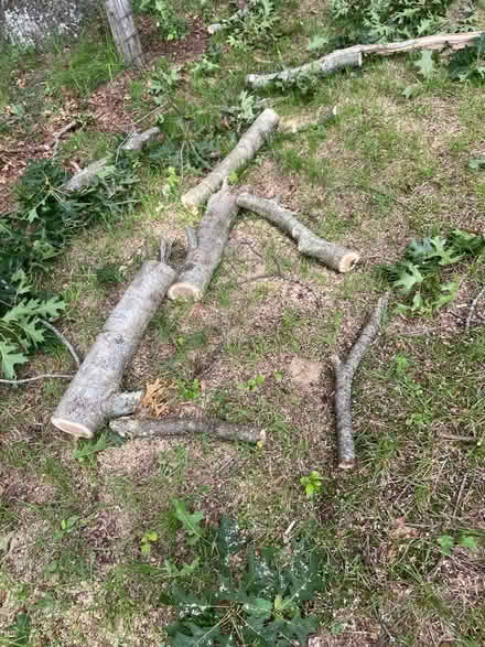 Photo of free Oak Logs (Simsbury) #4