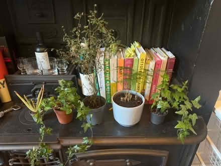 Photo of free Selection of 5 house plants (Glasgow G20) #1
