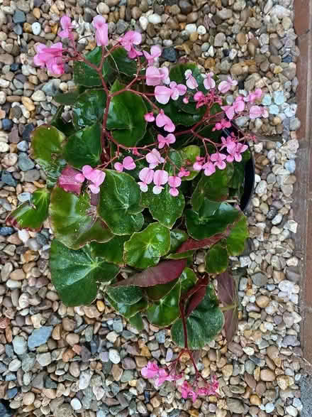 Photo of free Beefsteak (?) Begonia (Weston LD7) #2