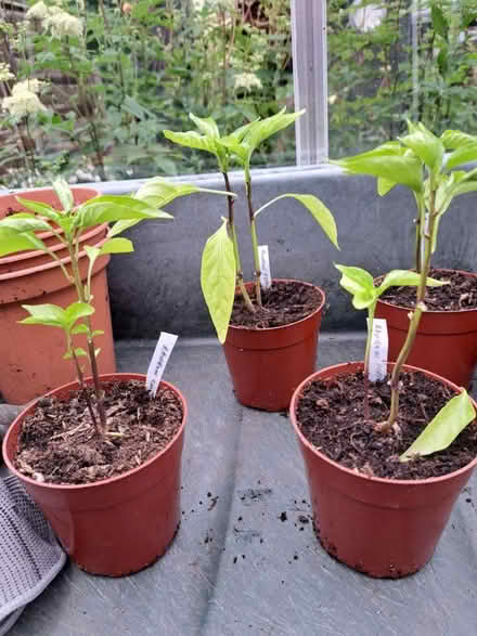 Photo of free Pepper/chilli plants (Stafford (ST16)) #1