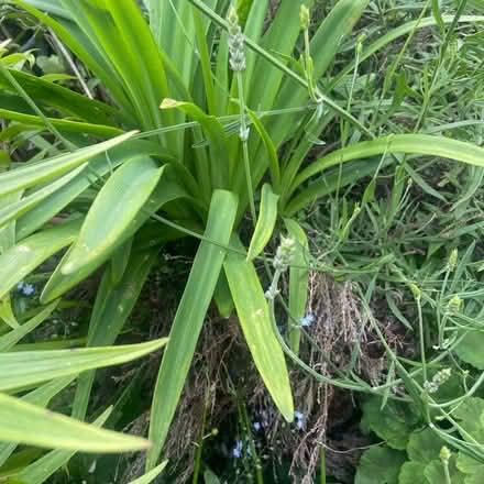 Photo of free Loads of shrubs and flowers (Ballywalter BT22) #4