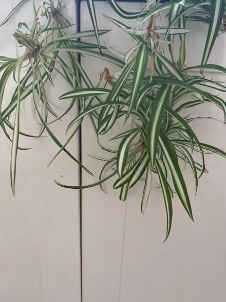 Photo of free Baby spider plants (Harley Shute TN38) #1