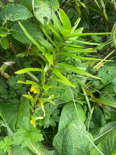 Photo of free More flowers etc from my garden (Ballywalter BT22) #1