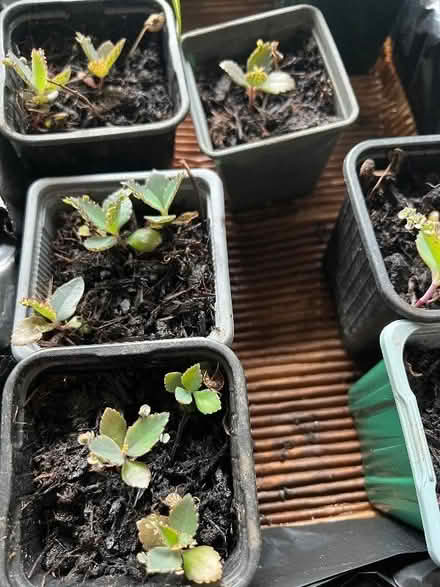 Photo of free Baby Mother of Thousands plants (Harley Shute TN38) #1