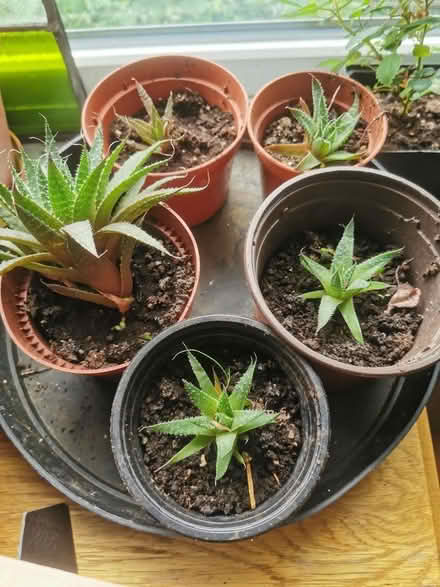 Photo of free 5 Lace Aloe Plants (Saltaire BD18) #1
