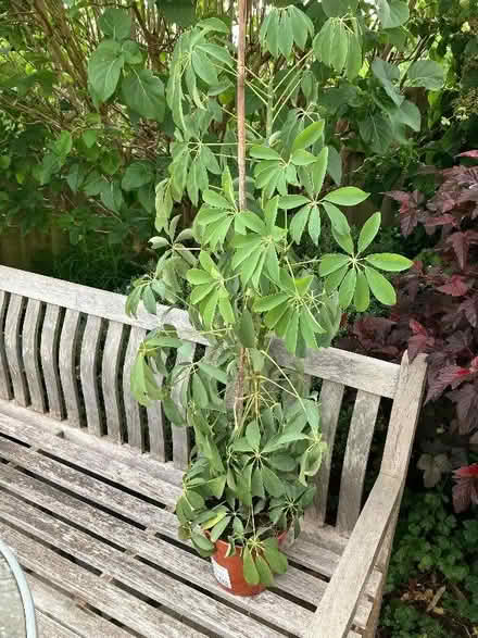 Photo of free Umbrella Plant (Appleby-in-Westmorland CA16) #1