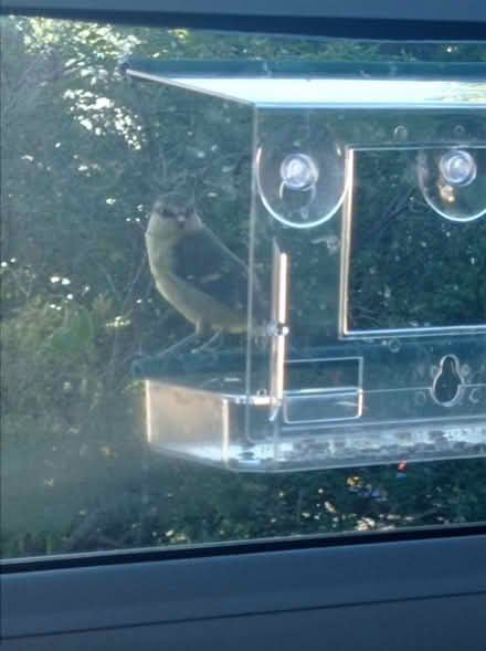 Photo of free Window bird feeder and seeds (Lochend EH6) #1