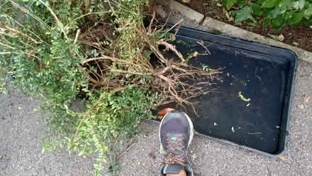 Photo of free Hedging plants - box? (Innsworth GL3) #1