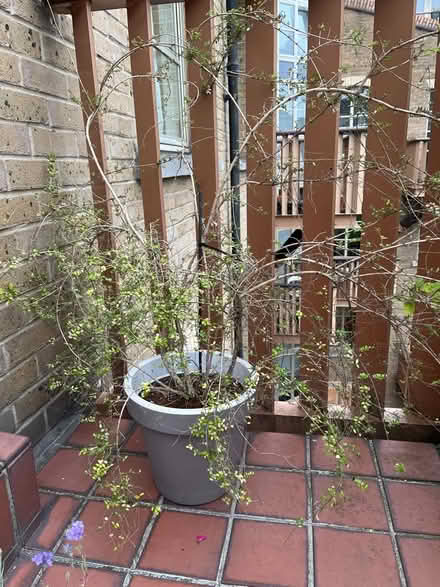 Photo of free Mystery plant with pot (SE1) #1
