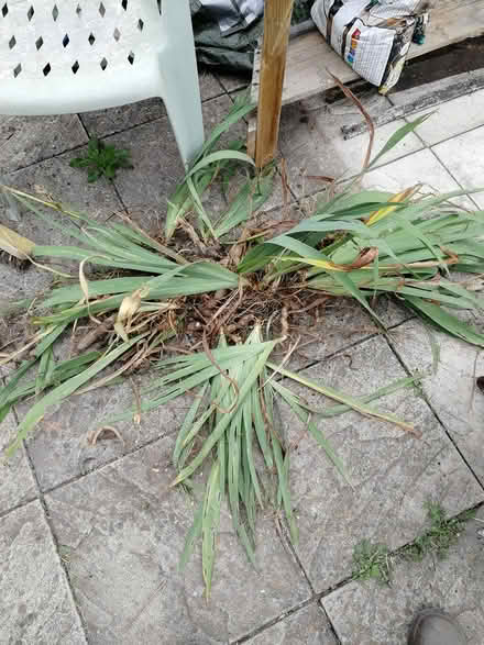 Photo of free Iris plants (CO2 Colchester, Mersea Road) #1