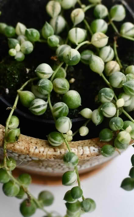 Photo of Variegated string of pearls cutting (Chippenham SN15) #1