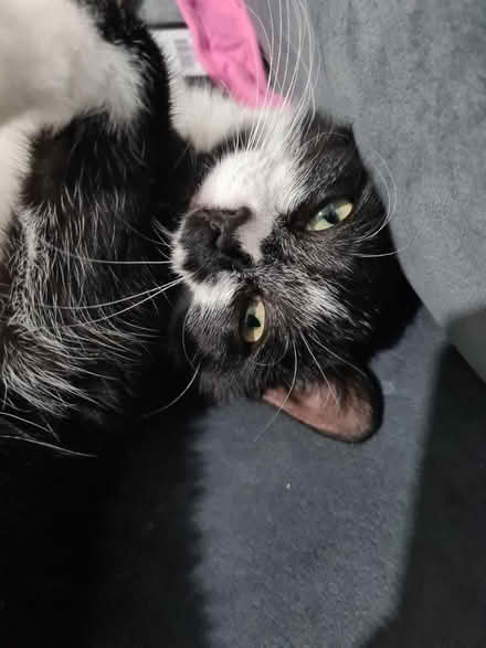 Photo of Cat stuff (Lees OL4) #1