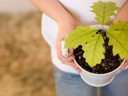 Photo of Oak Sapling, Baby Trees (Portobello EH15) #1