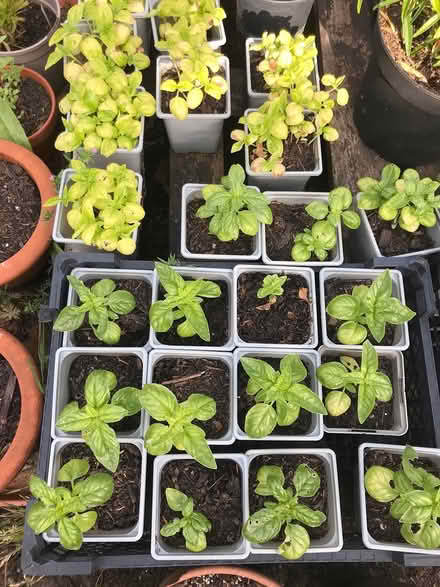 Photo of free Basil plants (Burnham on Crouch CM0) #1