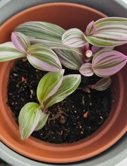 Photo of free Tradescantia Houseplant (CT10) #1
