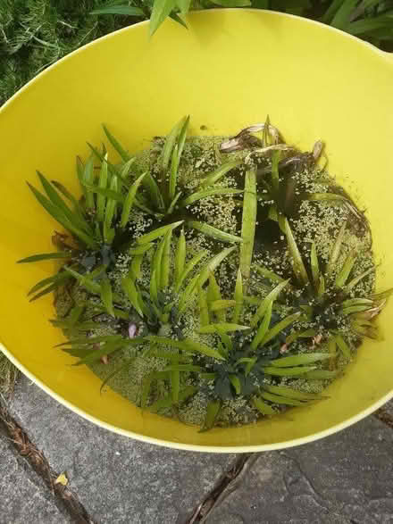 Photo of free Pond Plants (Mexborough S64) #1