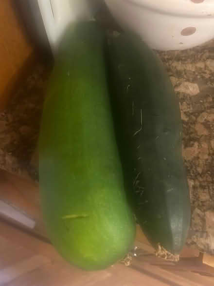 Photo of free Another monster zucchini (Sunnyvale, CA Ponderosa Park) #1