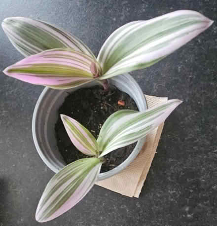 Photo of free Tradescantia Houseplant (CT10) #2