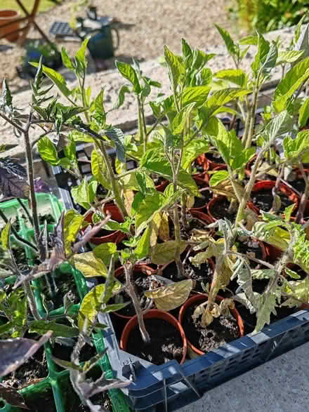 Photo of free Tomato Plug Plants (Berkeley Heath GL13) #2