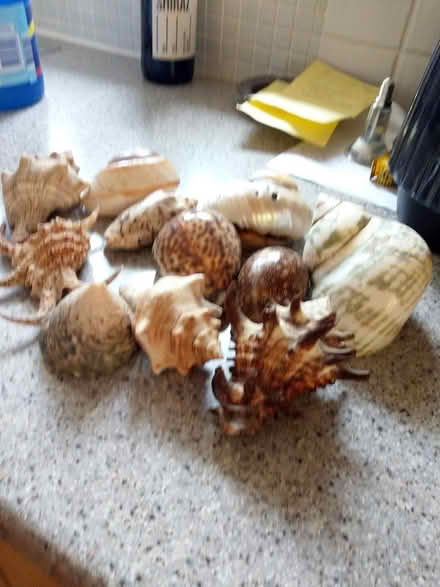 Photo of free Sea Shells (Allington Gonerby Lane) #2