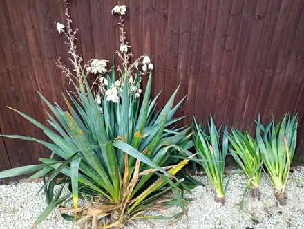Photo of free Yucca plants outdoor (Burham) #1