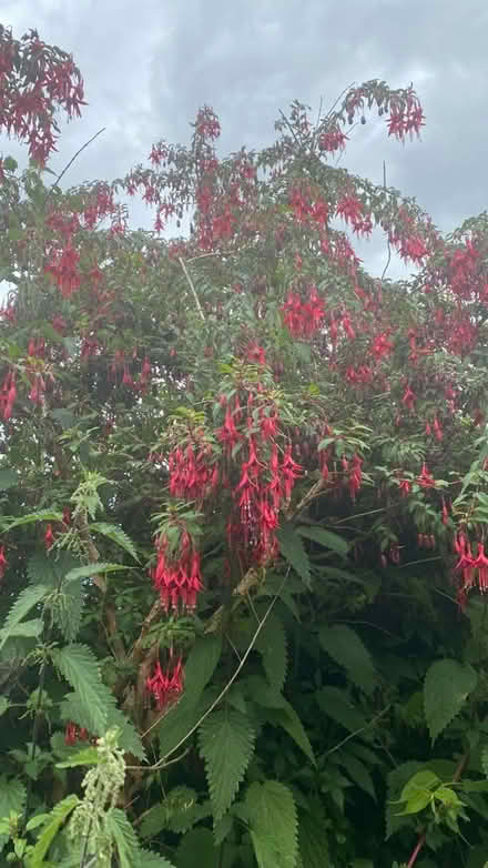 Photo of free Fuschia bush cuttings (Sharrow S11) #1