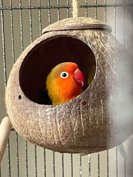 Photo of free Bird cage (Lower earley) #2