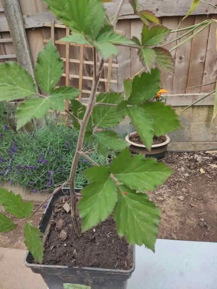 Photo of free Thornless blackberry (Longbridge, B31) #1