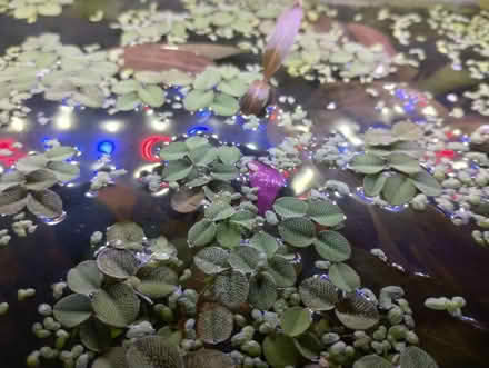 Photo of free Aquarium plants (Hollingdean) #2