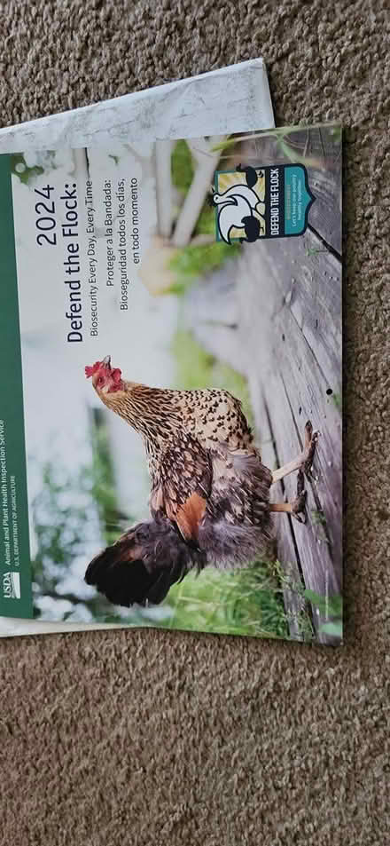 Photo of free 2024 chicken calendar (Redford) #1