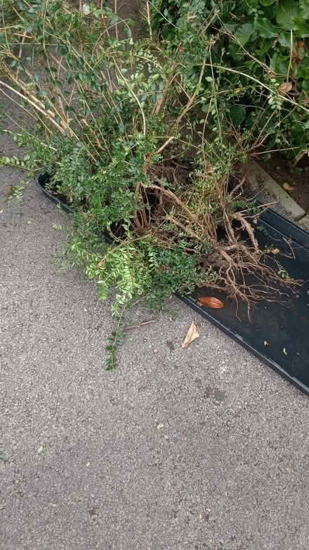 Photo of free Box hedging (Innsworth GL3) #1