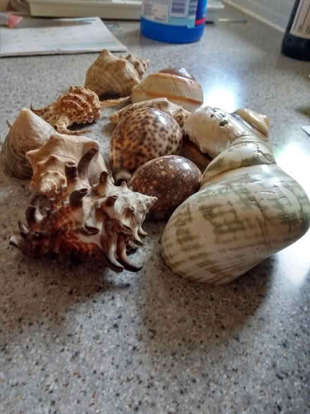 Photo of free Sea Shells (Allington Gonerby Lane) #1