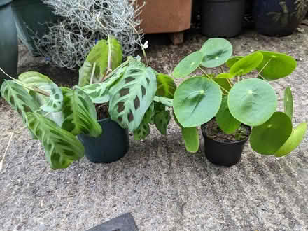 Photo of free houseplants (BD16 cottingley) #1