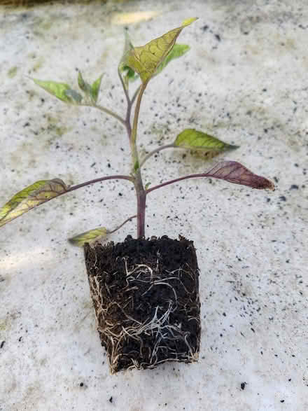 Photo of free Tomato Plug Plants (Berkeley Heath GL13) #1