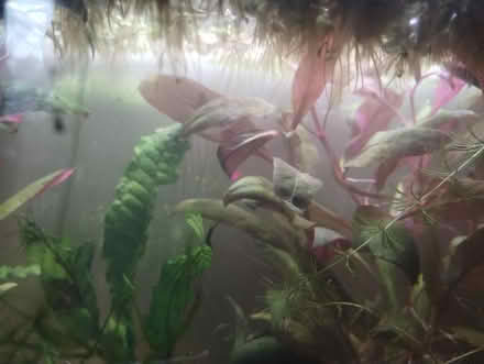 Photo of free Aquarium plants (Hollingdean) #1