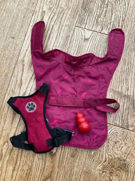 Photo of free Small dog wear (Malvern WR14) #1