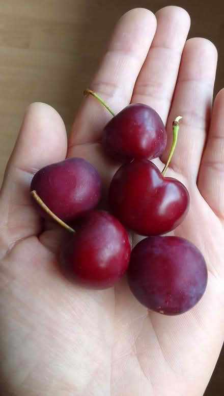 Photo of free Cherry Baby Plant (Sefton L21) #1