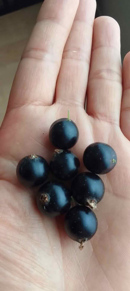 Photo of free Blackcurrant Baby Plants (Sefton L21) #1